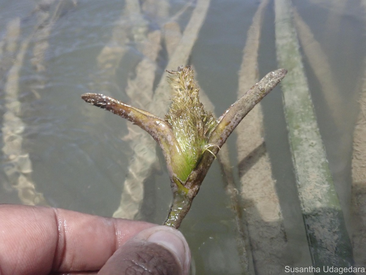 Enhalus acoroides (L.f.) Royle